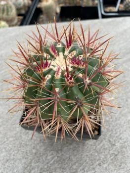 Ferocactus stainesii